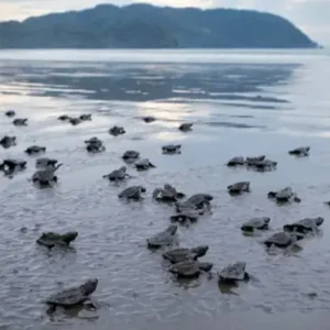 Velas-Turtle-Festivals_3rd-feb